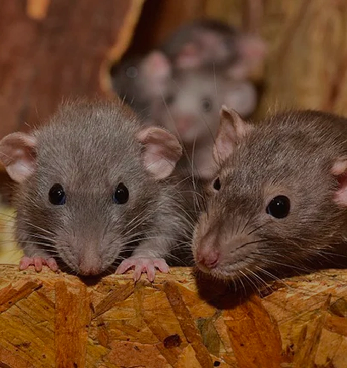 Dératisation dans le Gard - Éradication rats et souris avec 3D Solutions