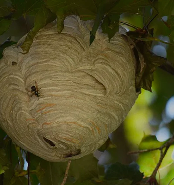 Désinsectisation à Nîmes – Traitement contre les insectes nuisibles dans le Gard